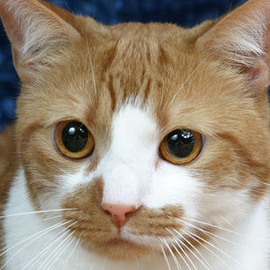 Meet your Posher, Barry